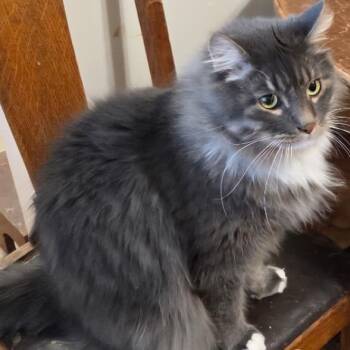 Domestic Long Hair Cats Available for Adoption - Hagrid | PetCurious