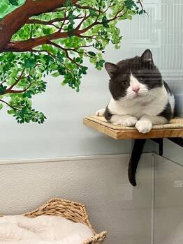 Domestic Short Hair Cats Available for Adoption in Fort Myers, Florida - Goose | PetCurious