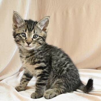 Domestic Short Hair Cats Available for Adoption in Mobile, Alabama - Kiwi | PetCurious