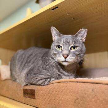 Domestic Short Hair Cats Available for Adoption - Perry 3 | PetCurious