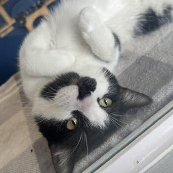 Domestic Short Hair Cats Available for Adoption in Chaska, Minnesota - Dawson | PetCurious