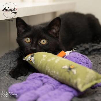 Rescue Domestic Short Hair Cats for Adoption in Ballwin, Missouri - Stewie | PetCurious