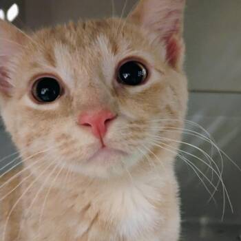 Domestic Short Hair Cats Available for Adoption in Allentown, Pennsylvania - Blondie | PetCurious