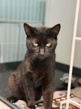 Wolfie -  Domestic Short Hair Cat for Adoption in Warren, Ohio - Wolfie | PetCurious