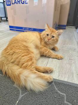 Mr. Terrific Tundra -  Domestic Medium Hair and Maine Coon Cat for Adoption in Boca Raton, Florida - Mr. Terrific Tundra | PetCurious