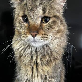 Luv -  Domestic Long Hair Cat Available for Adoption in Midland, Texas - Luv | PetCurious