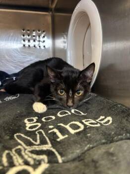 MYST -  Domestic Short Hair Cat for Adoption in Rancho Cucamonga, California - MYST | PetCurious
