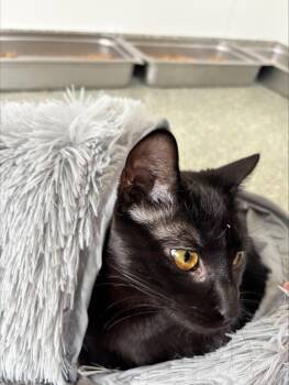 Domestic Short Hair Cats Available for Adoption in Newport, Oregon - Tank | PetCurious