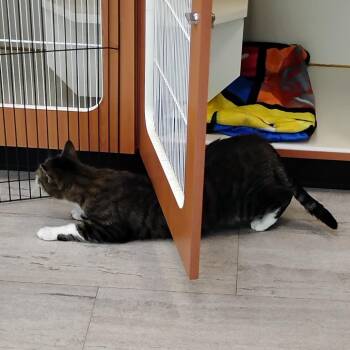 Joey Tribbiani -  Domestic Short Hair Cat for Adoption in Fairport, New York - Joey Tribbiani | PetCurious