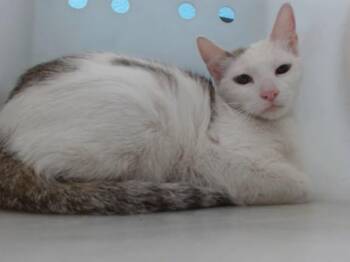 KORA -  Domestic Short Hair Cat Available for Adoption in Albuquerque, New Mexico - KORA | PetCurious