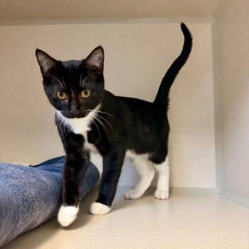 Robin -  Domestic Short Hair Cat for Adoption in Great Falls, Montana - Robin | PetCurious