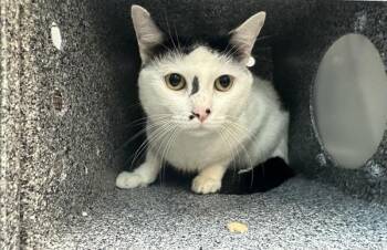 Cyril -  Domestic Short Hair Cat for Adoption in New York, New York - Cyril | PetCurious