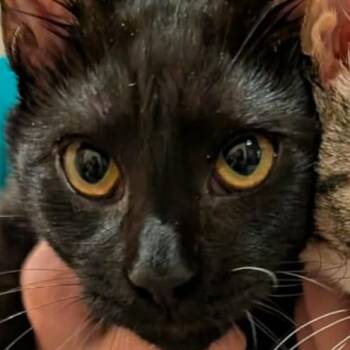 Ozzie -  Domestic Short Hair Cat for Adoption in Hagerstown, Maryland - Ozzie | PetCurious