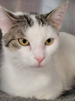 Rescue Domestic Short Hair Cats for Adoption in Sterling, Massachusetts - Sally 3 Yrs | PetCurious