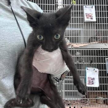RAMBO -  Domestic Short Hair Cat for Adoption in Kyle, Texas - RAMBO | PetCurious