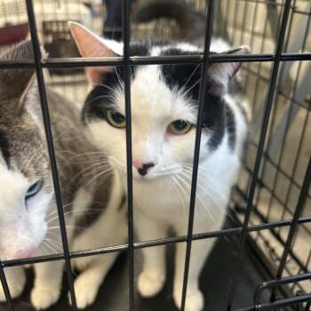 Izzy -  Domestic Short Hair Cat for Adoption in Philadelphia, Pennsylvania - Izzy | PetCurious