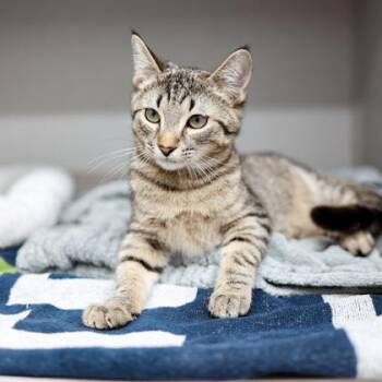 Ice-T -  Domestic Short Hair Cat for Adoption in Atlanta, Georgia - Ice-T | PetCurious