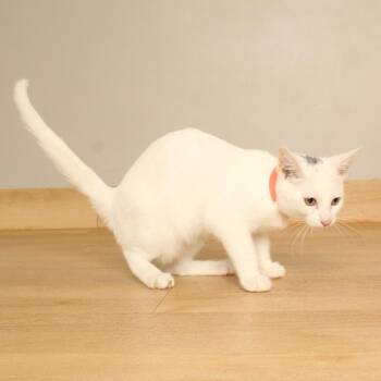 Fava Bean C70721 -  Domestic Short Hair Cat for Adoption in Minnetonka, Minnesota - Fava Bean C70721 | PetCurious