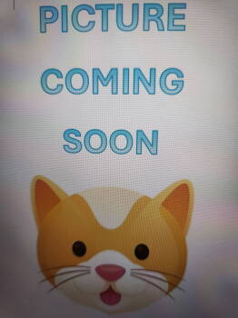 Rescue Domestic Short Hair Cats for Adoption in Prosper, Texas - Cocoa | PetCurious