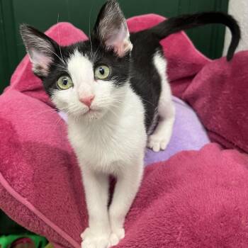 Nightcrawler -  Domestic Short Hair Cat for Adoption in Yucca Valley, California - Nightcrawler | PetCurious