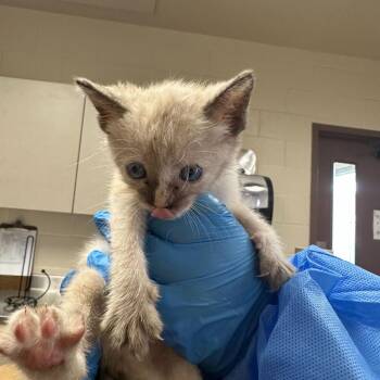 Domestic Short Hair Cats Available for Adoption in San Antonio, Texas - Mel | PetCurious