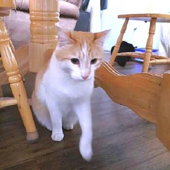 Milo and Oreo -  Tabby Cat Available for Adoption in Millcreek, Utah - Milo And Oreo | PetCurious
