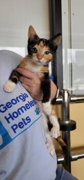 Rescue Calico Cats for Adoption in Powder Springs, Georgia - Elle | PetCurious
