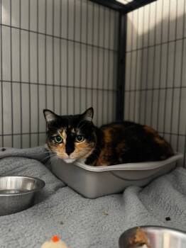 Rescue Domestic Short Hair Cats for Adoption - Janet | PetCurious