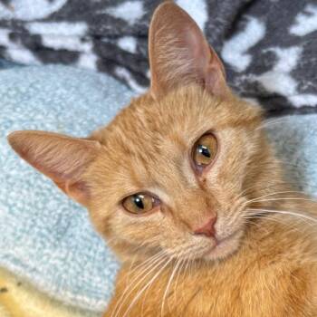 Buttercup -  Domestic Short Hair Cat for Adoption in Naperville, Illinois - Buttercup | PetCurious
