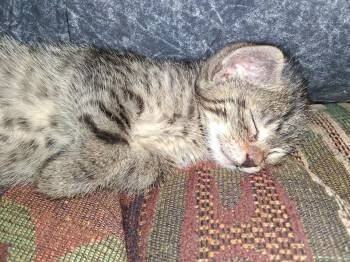Matzah -  Domestic Short Hair Cat for Adoption in Broomall, Pennsylvania - Matzah | PetCurious