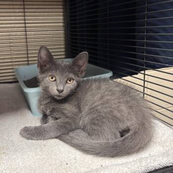 Rhyme -  Domestic Short Hair Cat for Adoption in Charleston, South Carolina - Rhyme | PetCurious