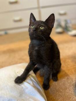 Belos -  Domestic Short Hair Cat for Adoption in Mokena, Illinois - Belos | PetCurious