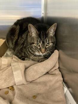 Domestic Short Hair Cats Available for Adoption in Houston, Texas - Abby | PetCurious