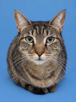Frank 1480-26 -  Domestic Short Hair Cat for Adoption in Cumming, Georgia - Frank 1480-26 | PetCurious