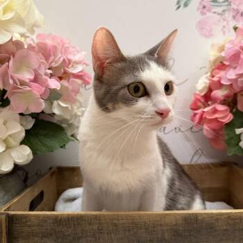 American Shorthair Cats Available for Adoption - Momma Missy | PetCurious