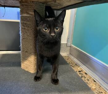 Rescue Domestic Short Hair Cats for Adoption in Auburn, California - BIC | PetCurious