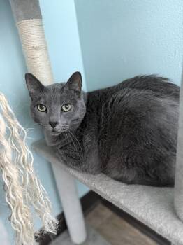 Dorian -  Domestic Short Hair Cat for Adoption in Mineral Point, Wisconsin - Dorian | PetCurious