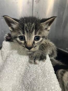 SATURN -  Domestic Short Hair Cat for Adoption in Dallas, Texas - SATURN | PetCurious