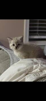 Rescue Siamese Cats for Adoption in Lodi, California - Yuki | PetCurious