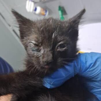 Edo -  Domestic Short Hair Cat for Adoption in Summerville, South Carolina - Edo | PetCurious