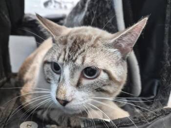 Christian -  Domestic Short Hair Cat for Adoption in New York, New York - Christian | PetCurious