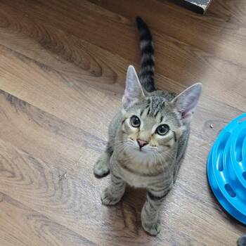 Pip -  Domestic Short Hair Cat for Adoption in Bismarck, North Dakota - Pip | PetCurious