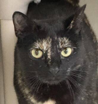 Domestic Short Hair Cats Available for Adoption - Penelope | PetCurious