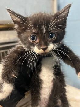 Domestic Medium Hair Cats Available for Adoption - Jo | PetCurious