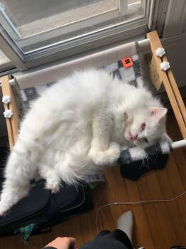 Susan -  Domestic Medium Hair Cat for Adoption in Montreal, Quebec - Susan | PetCurious