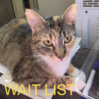 Mittens -  American Shorthair Cat for Adoption in Livingston, Texas - Mittens | PetCurious