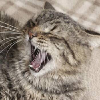 Maine Coon Cats Available for Adoption - Merlin | PetCurious