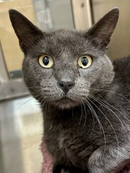 Rescue Domestic Short Hair Cats for Adoption in Wichita, Kansas - Subatomic Biscuit Press | PetCurious