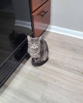 Rescue Domestic Short Hair Cats for Adoption in Lewis Center, Ohio - Gidget | PetCurious