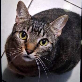 Felipe -  Domestic Short Hair Cat for Adoption in West Palm Beach, Florida - Felipe | PetCurious